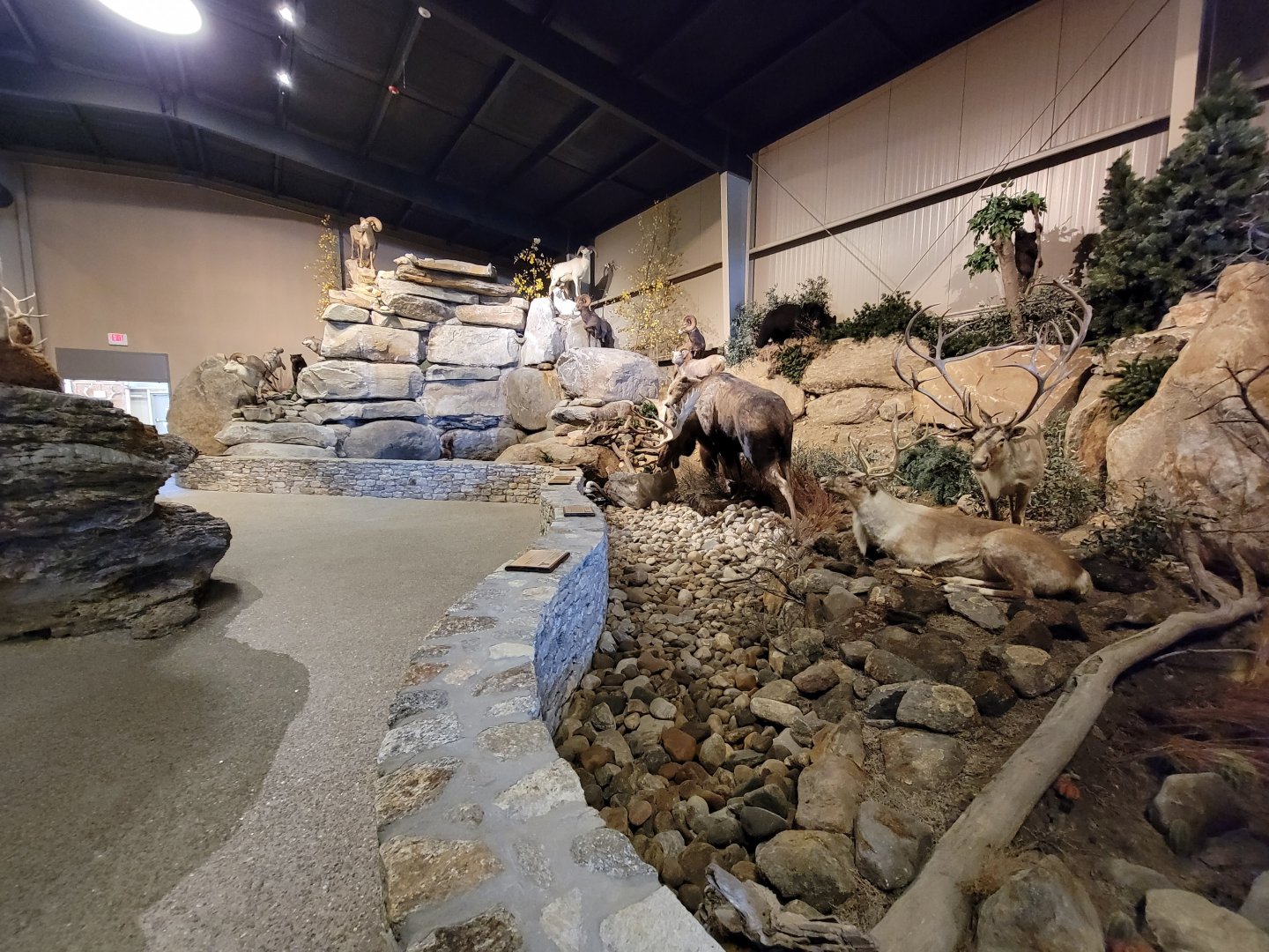 Action Wildlife - North American scenes