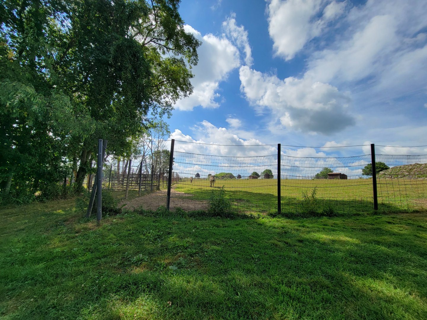 Action Wildlife - Pair of plains zebra