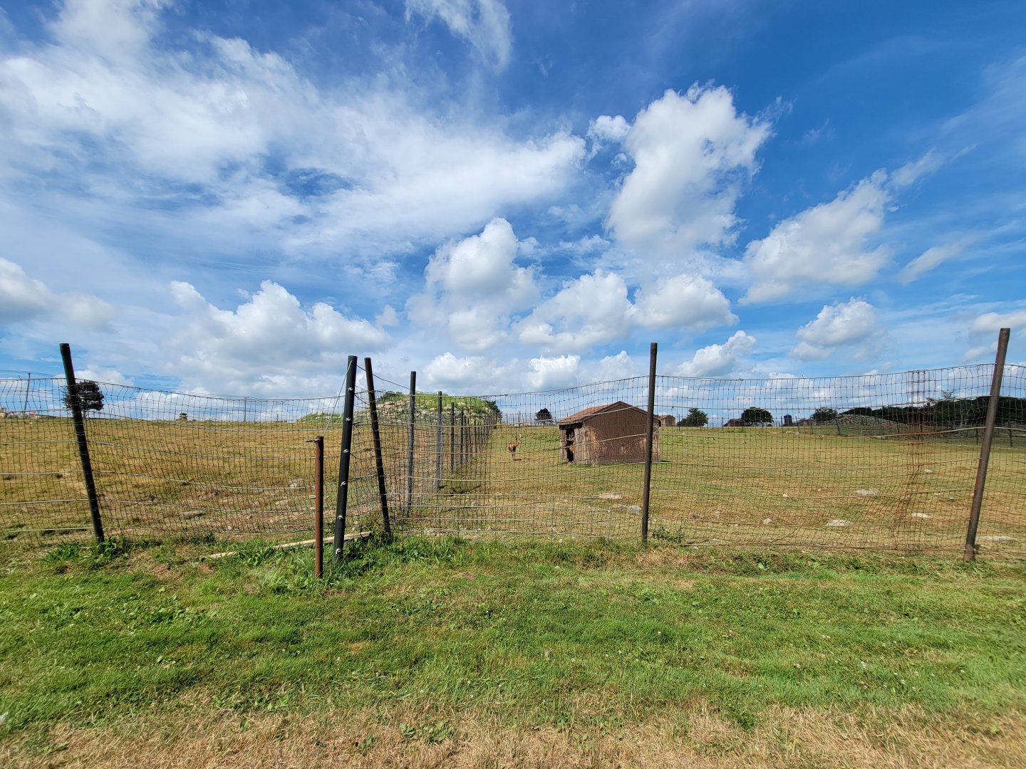 Action Wildlife - Red deer