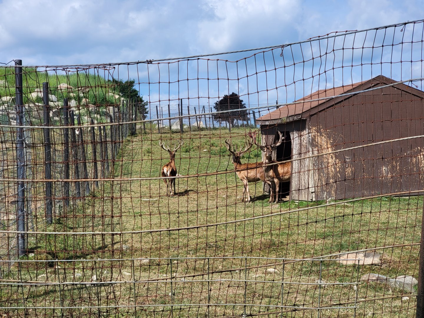 Action Wildlife - Red deer