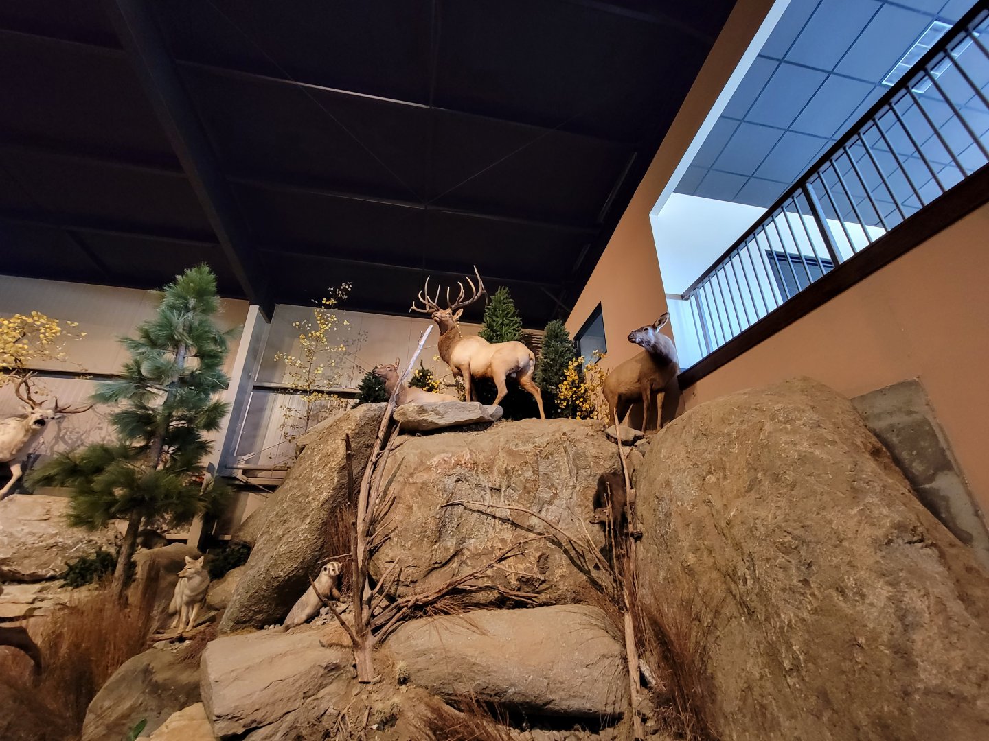 Action Wildlife - Right corner