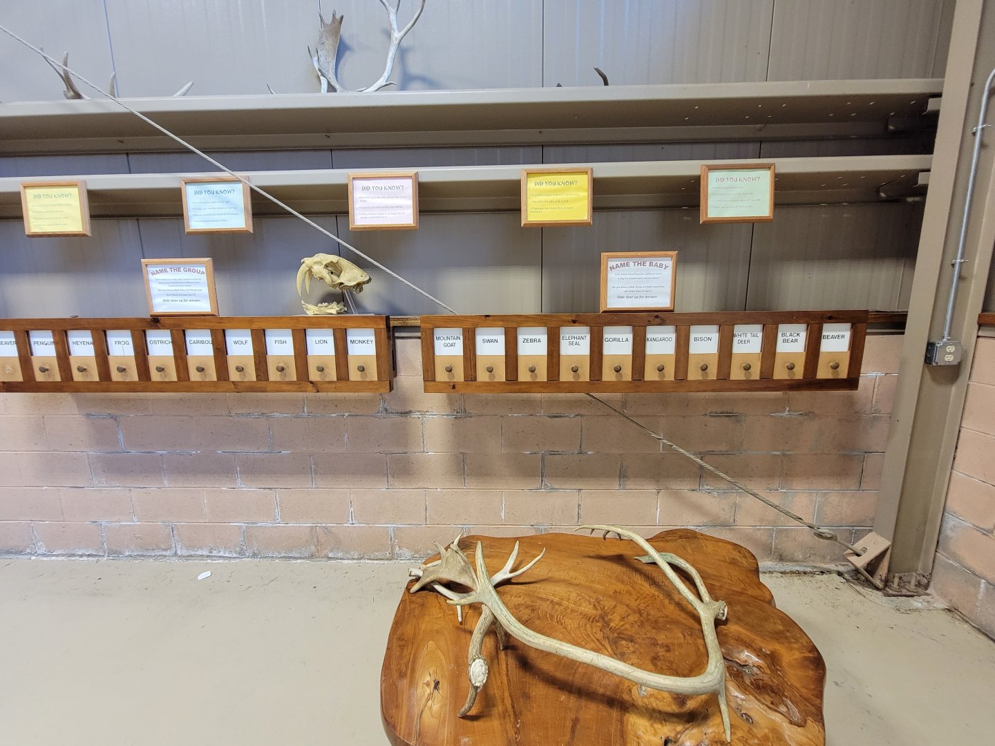 Action Wildlife - Side room