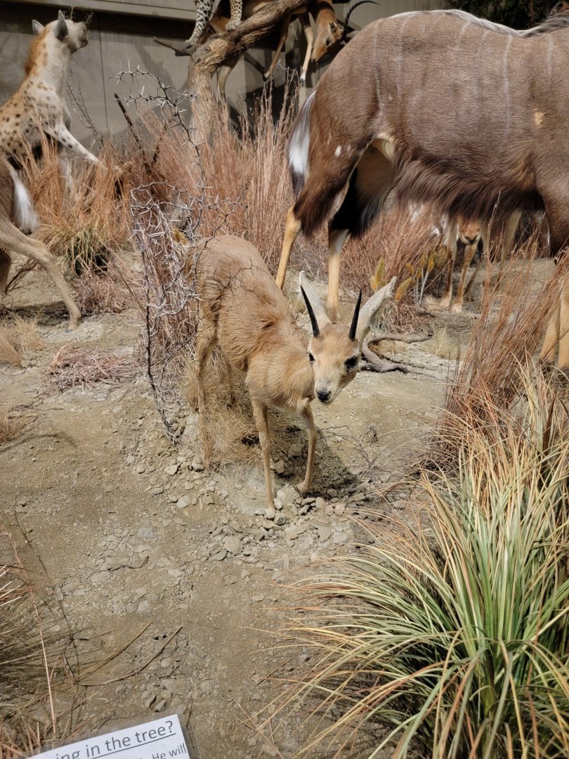 Action Wildlife - Steinbok