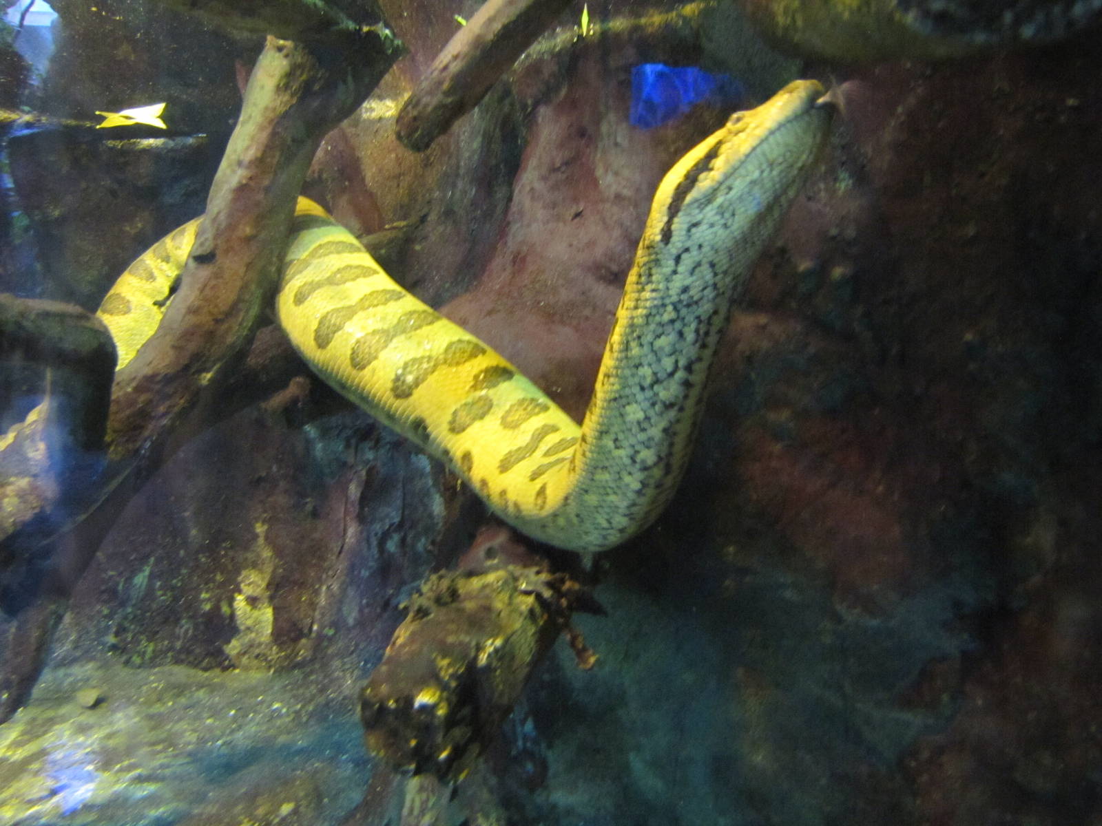 Active Anaconda