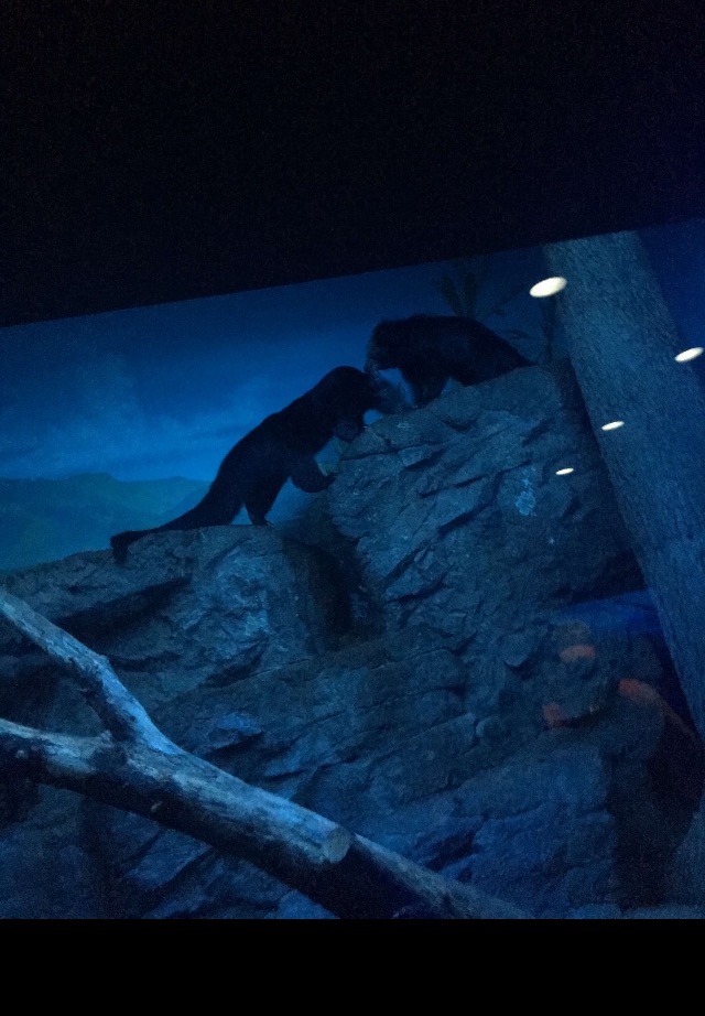 ACTIVE Binturongs | Cincinnati Zoo