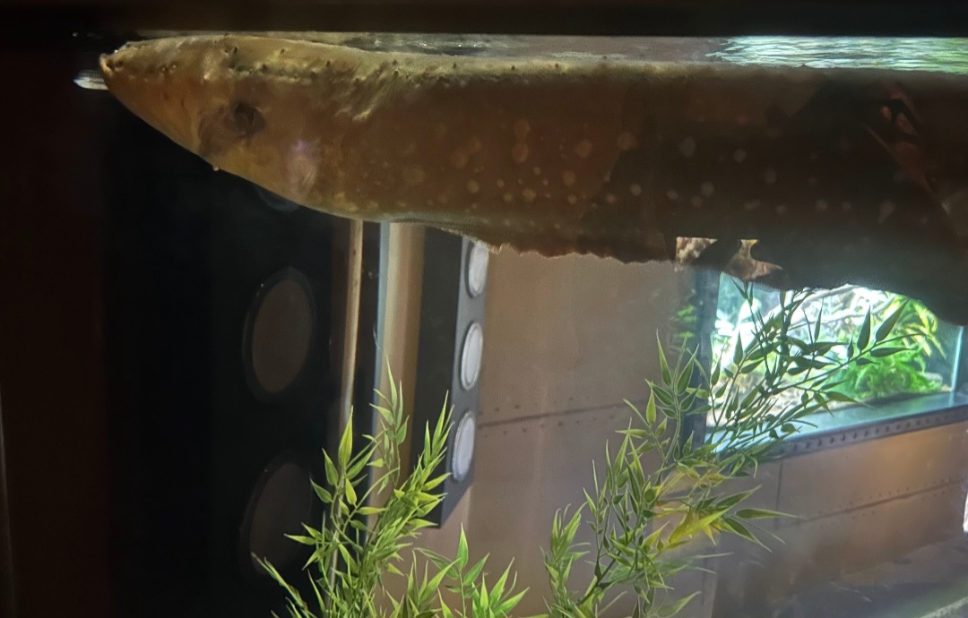 Active Electric Eel! (7/12/25)