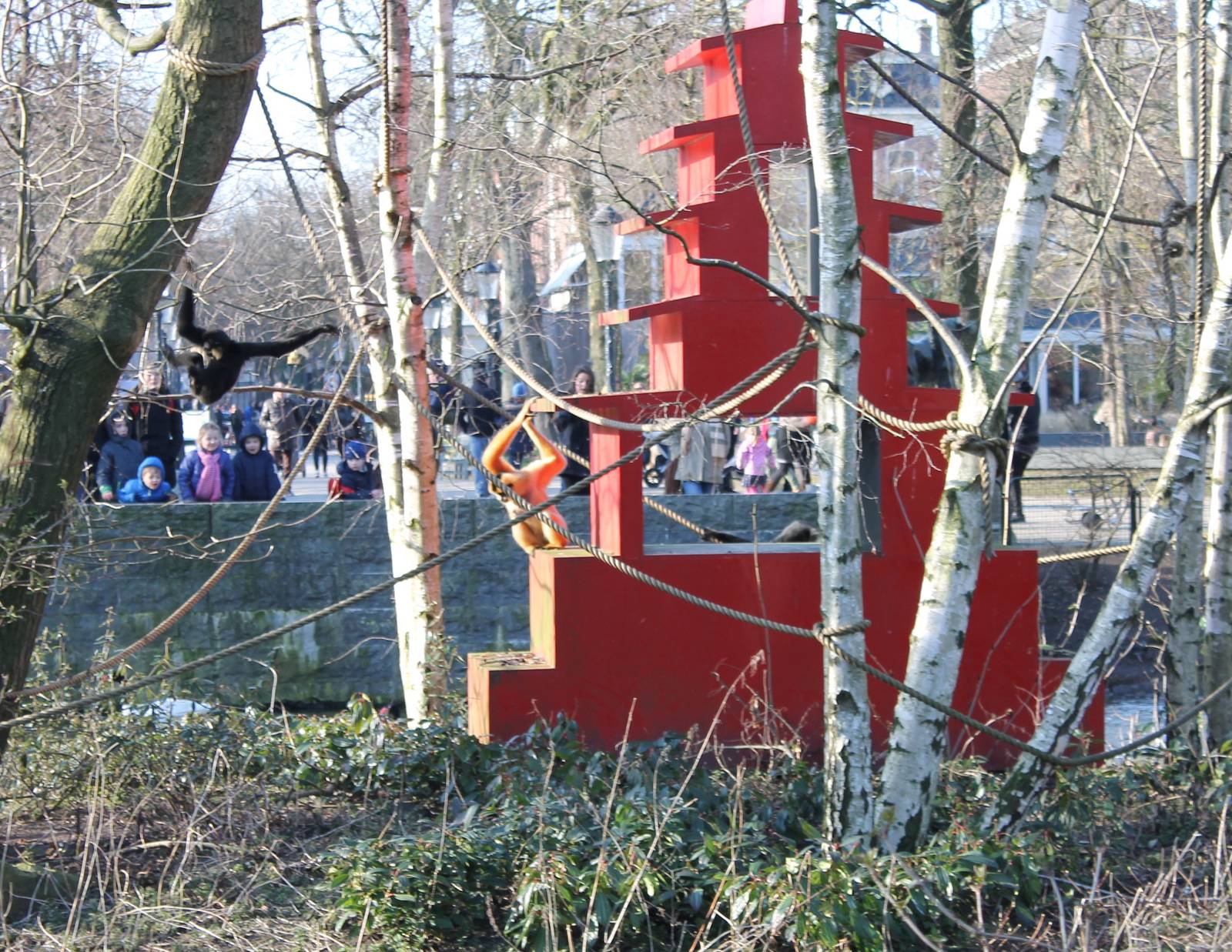 Active Golden-cheeked gibbons