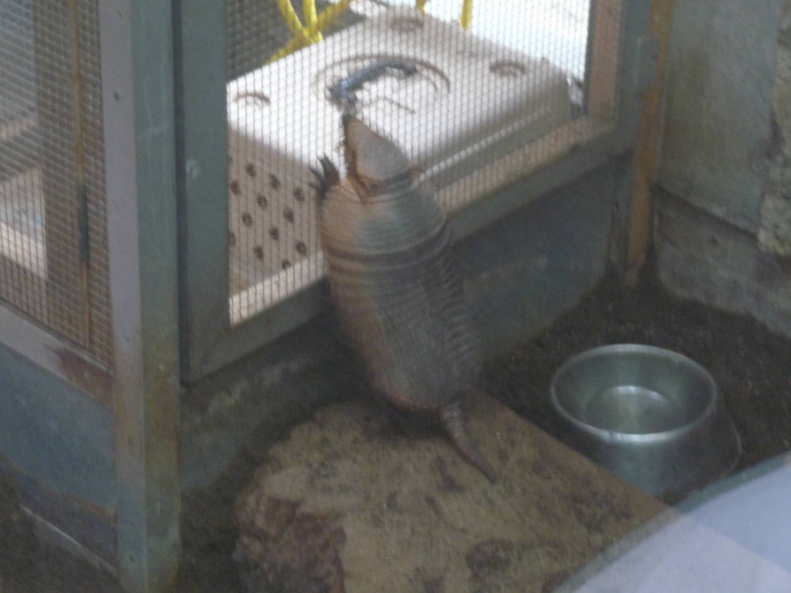 active hairy armadillo london zoo