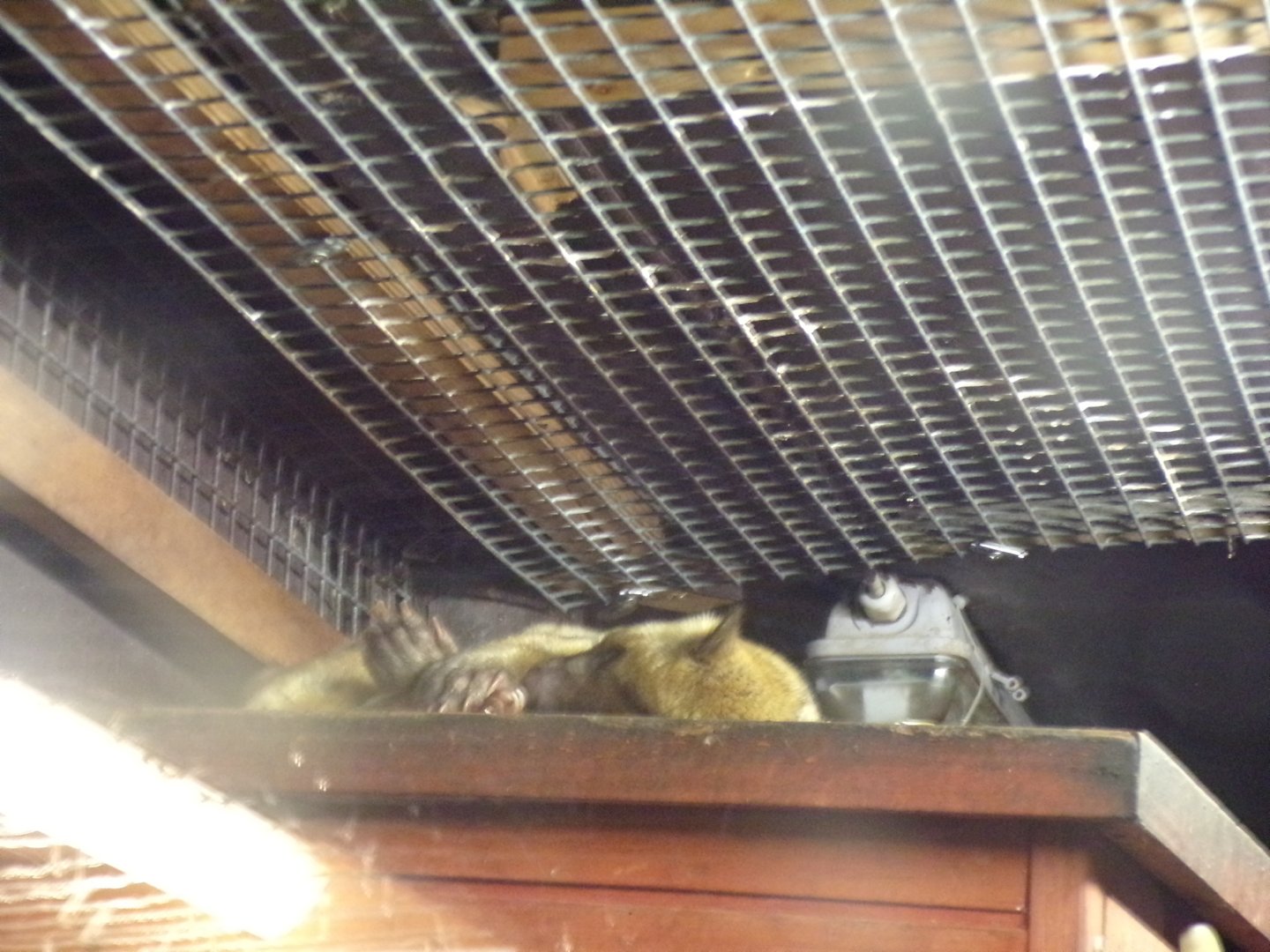 Active kinkajou 1.1.23