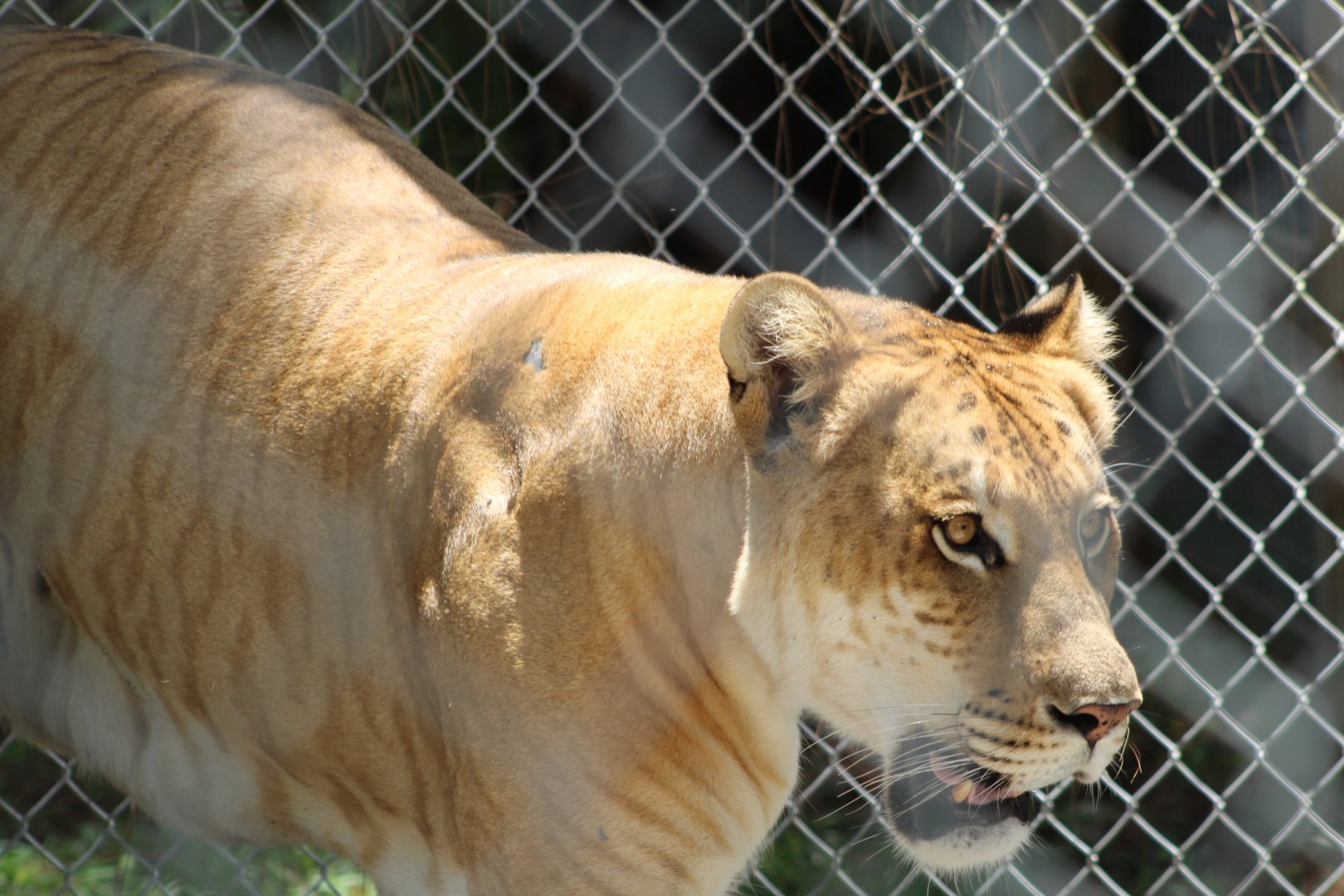 Active Liger - Mccarthy Wildlife Sanctuary
