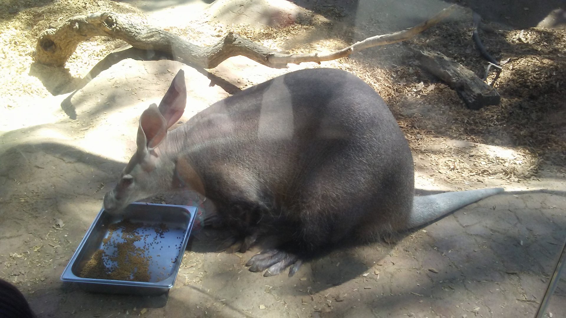 Active Padme (a rare sight)