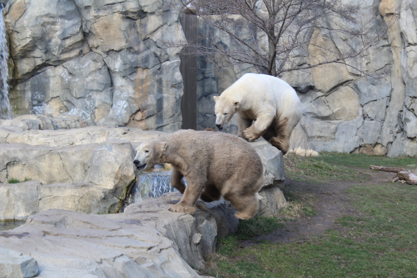 Active Polar Bears - Great Bear Wilderness