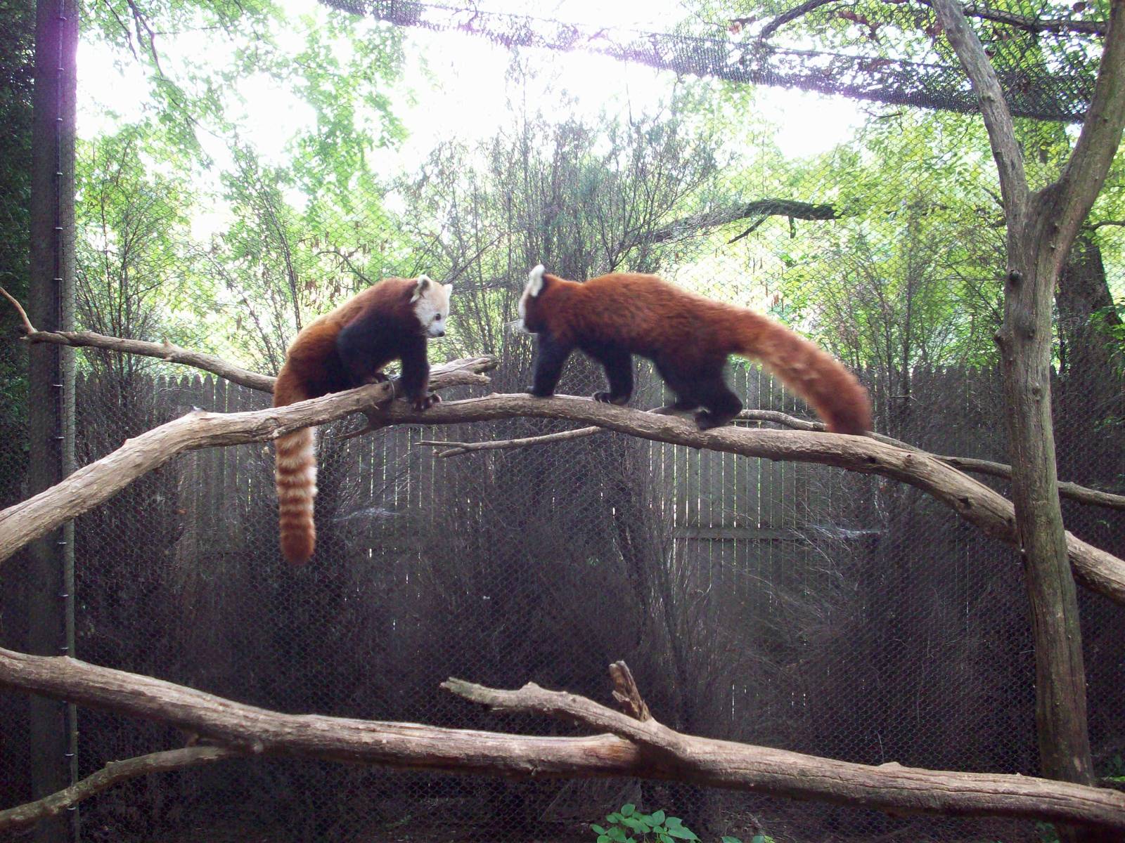 Active Red Panda Pair