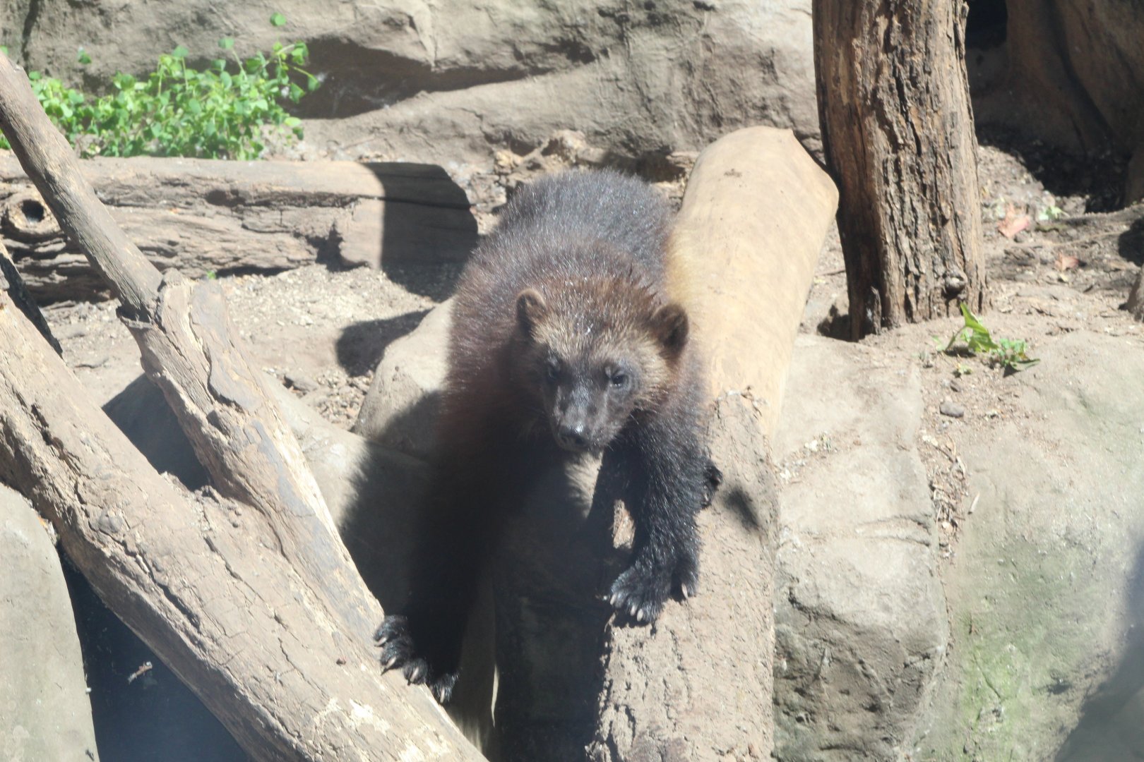 Active Wolverine