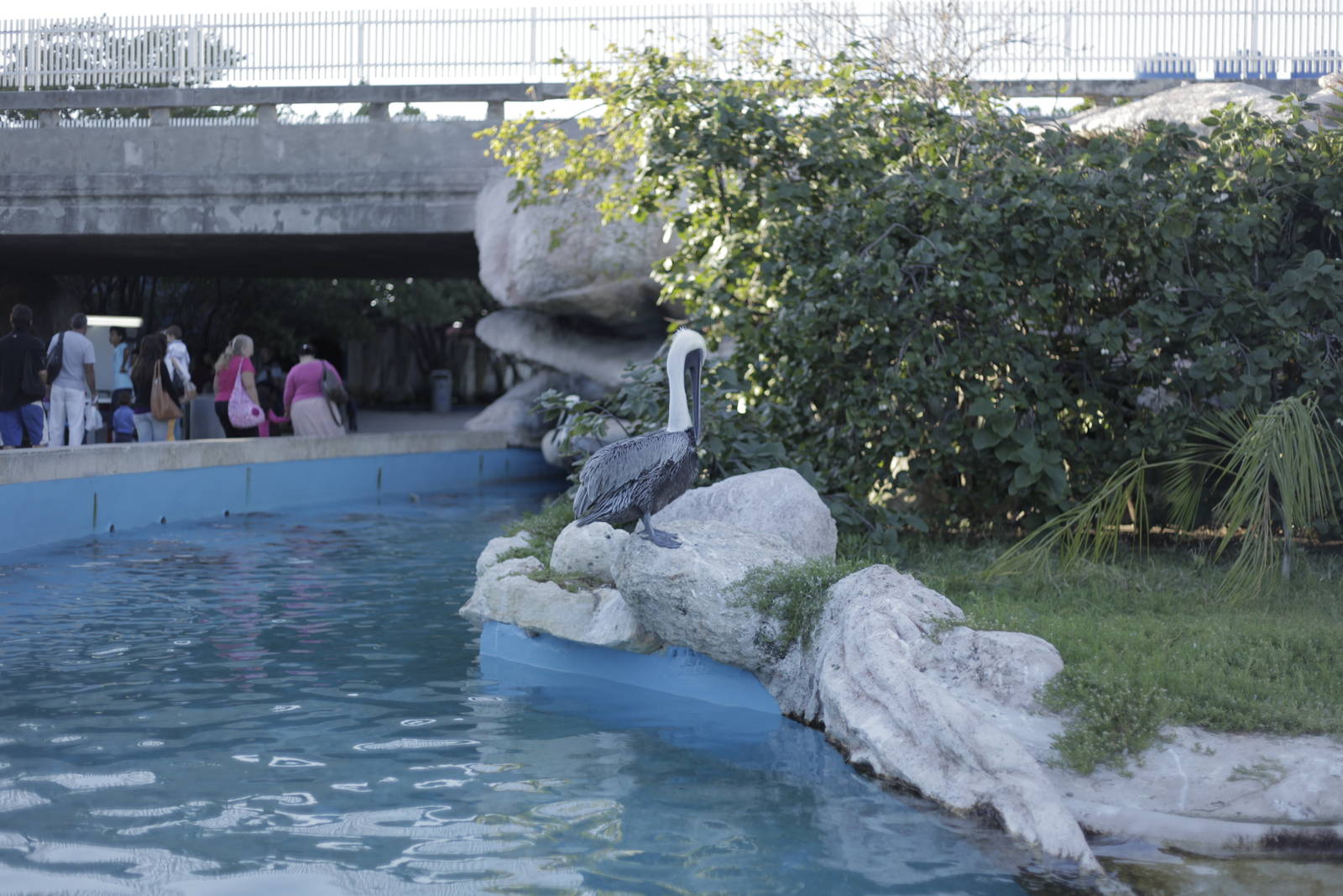 Acuario Nacional de Cuba - Brown Pelican