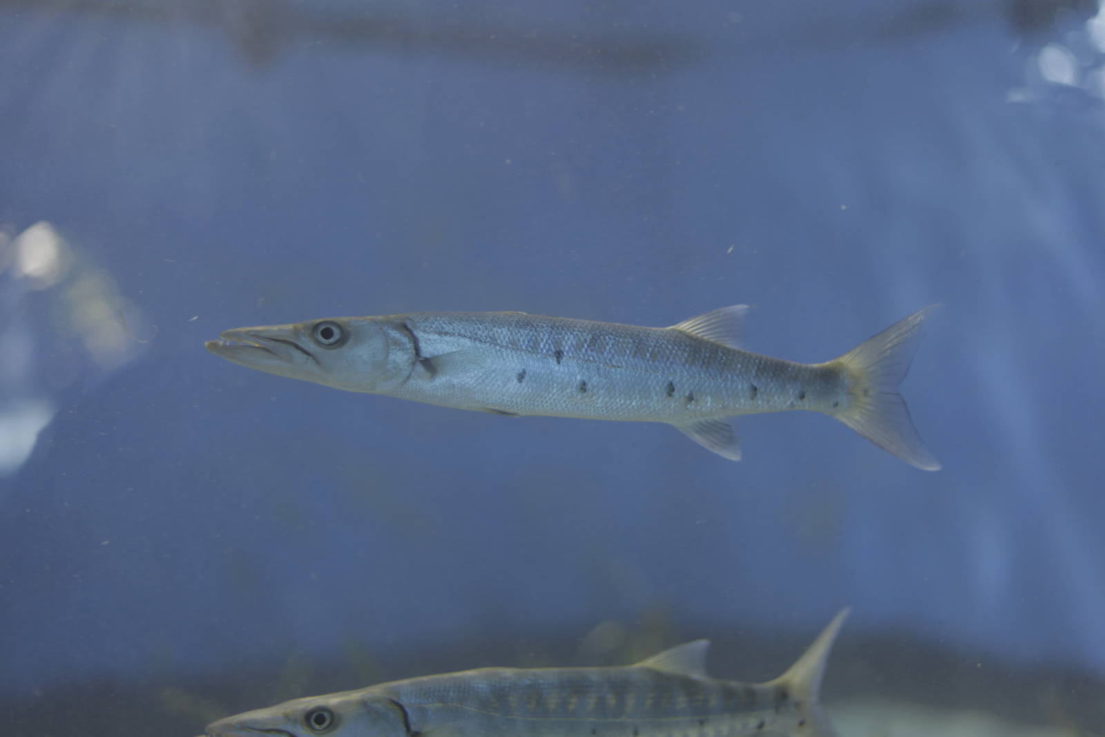 Acuario Nacional de Cuba