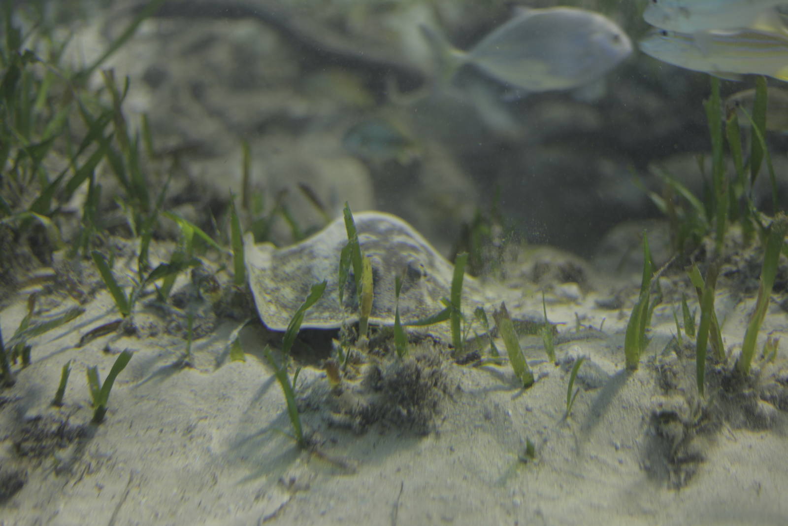 Acuario Nacional de Cuba