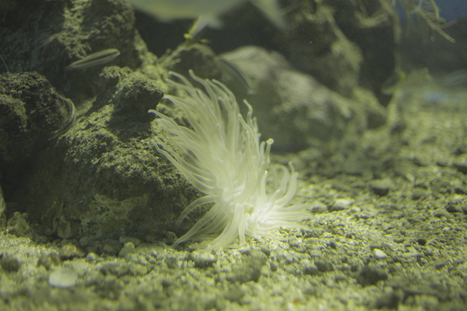 Acuario Nacional de Cuba