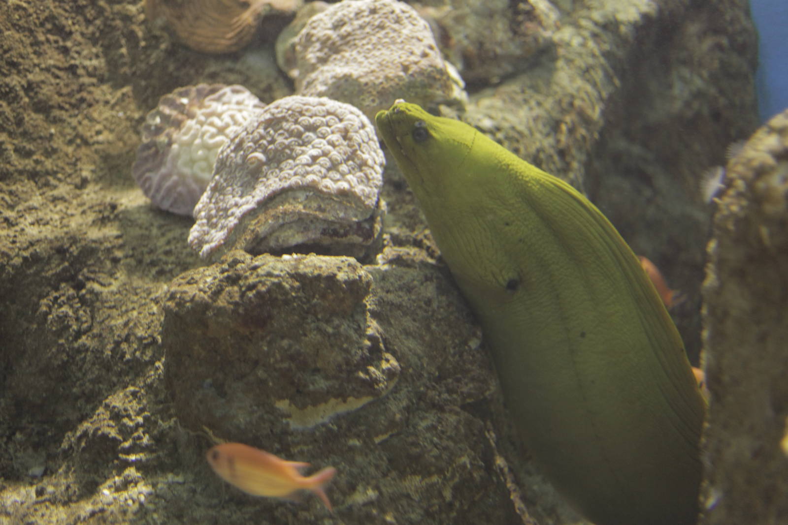 Acuario Nacional de Cuba