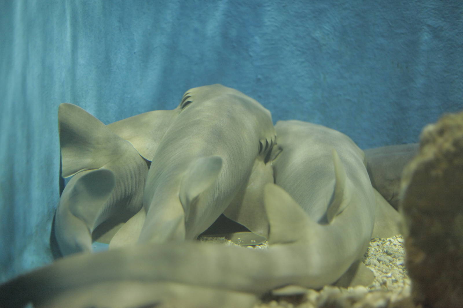 Acuario Nacional de Cuba