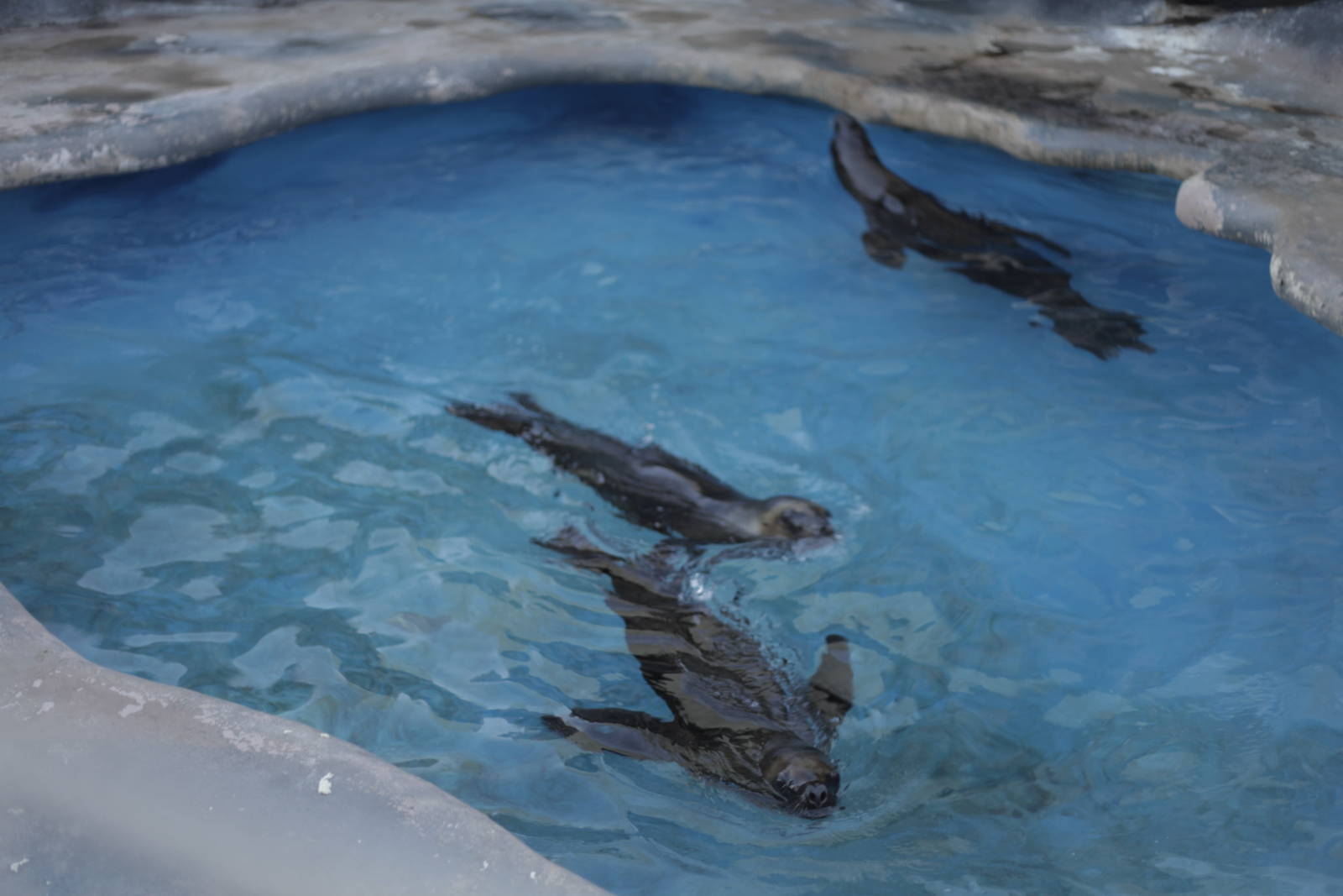 Acuario Nacional de Cuba