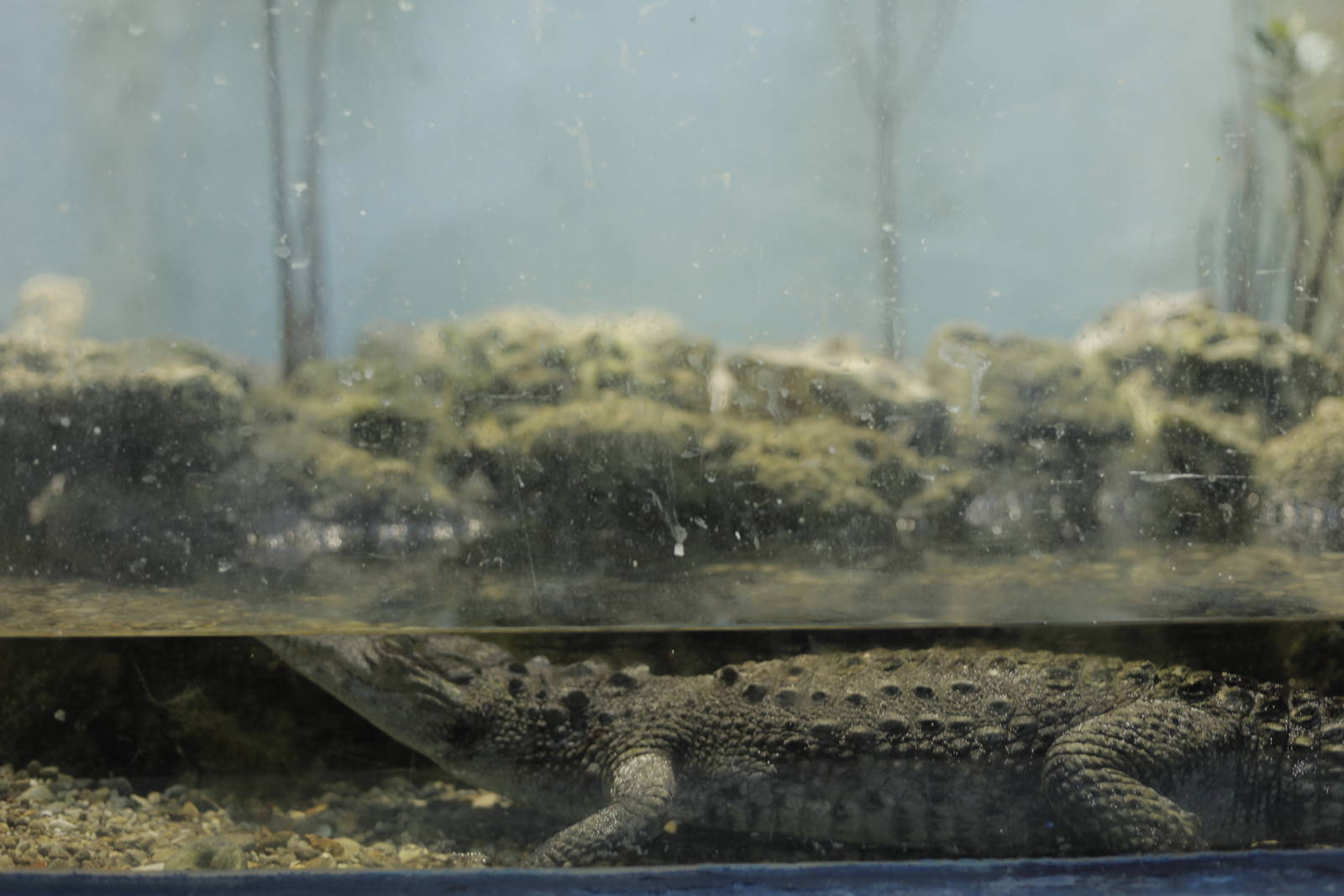 Acuario Nacional de Cuba