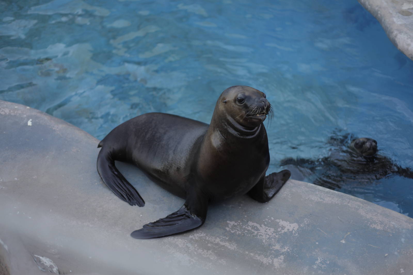 Acuario Nacional de Cuba