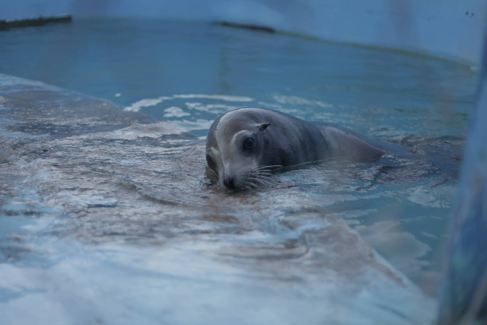 Acuario Nacional de Cuba