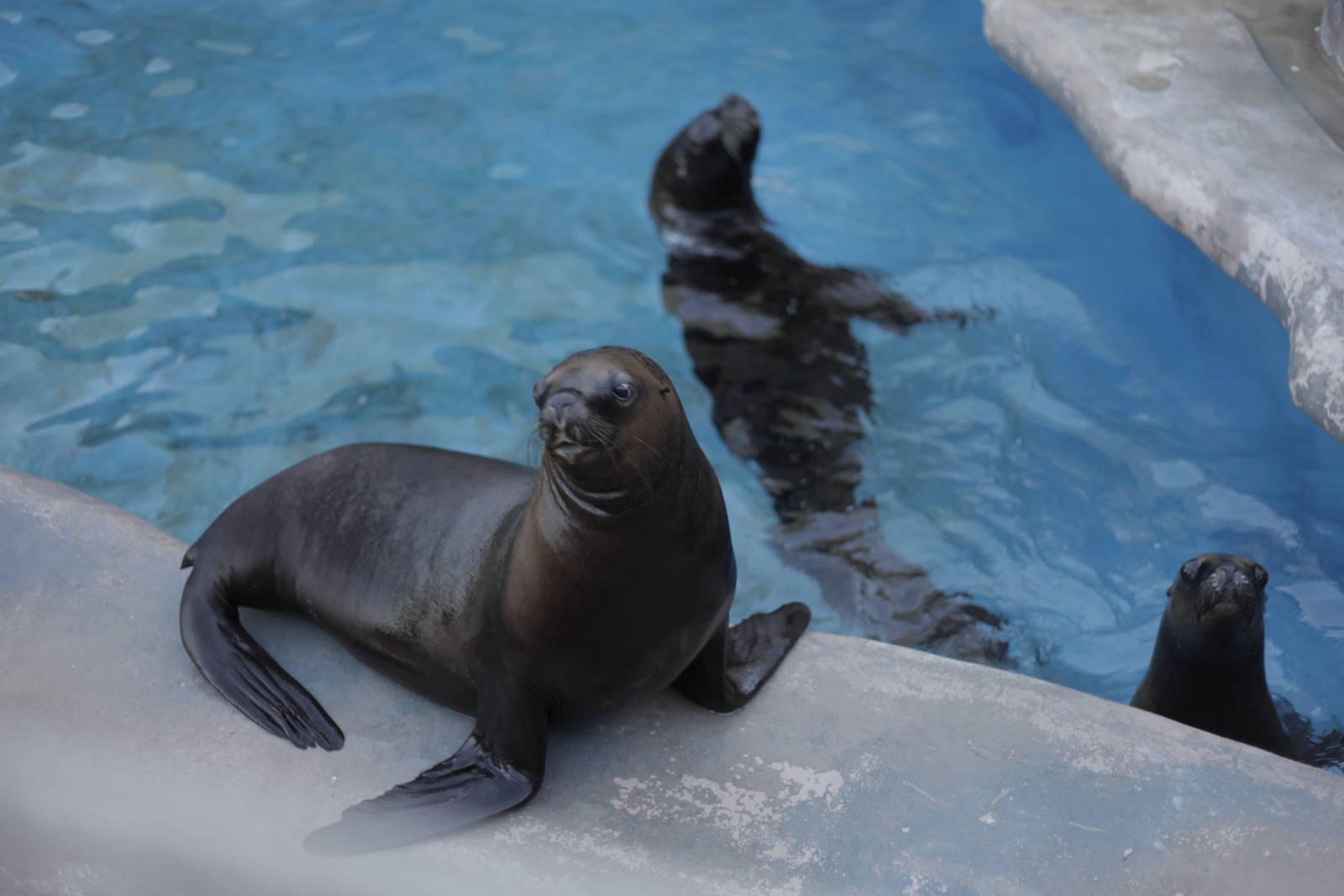 Acuario Nacional de Cuba