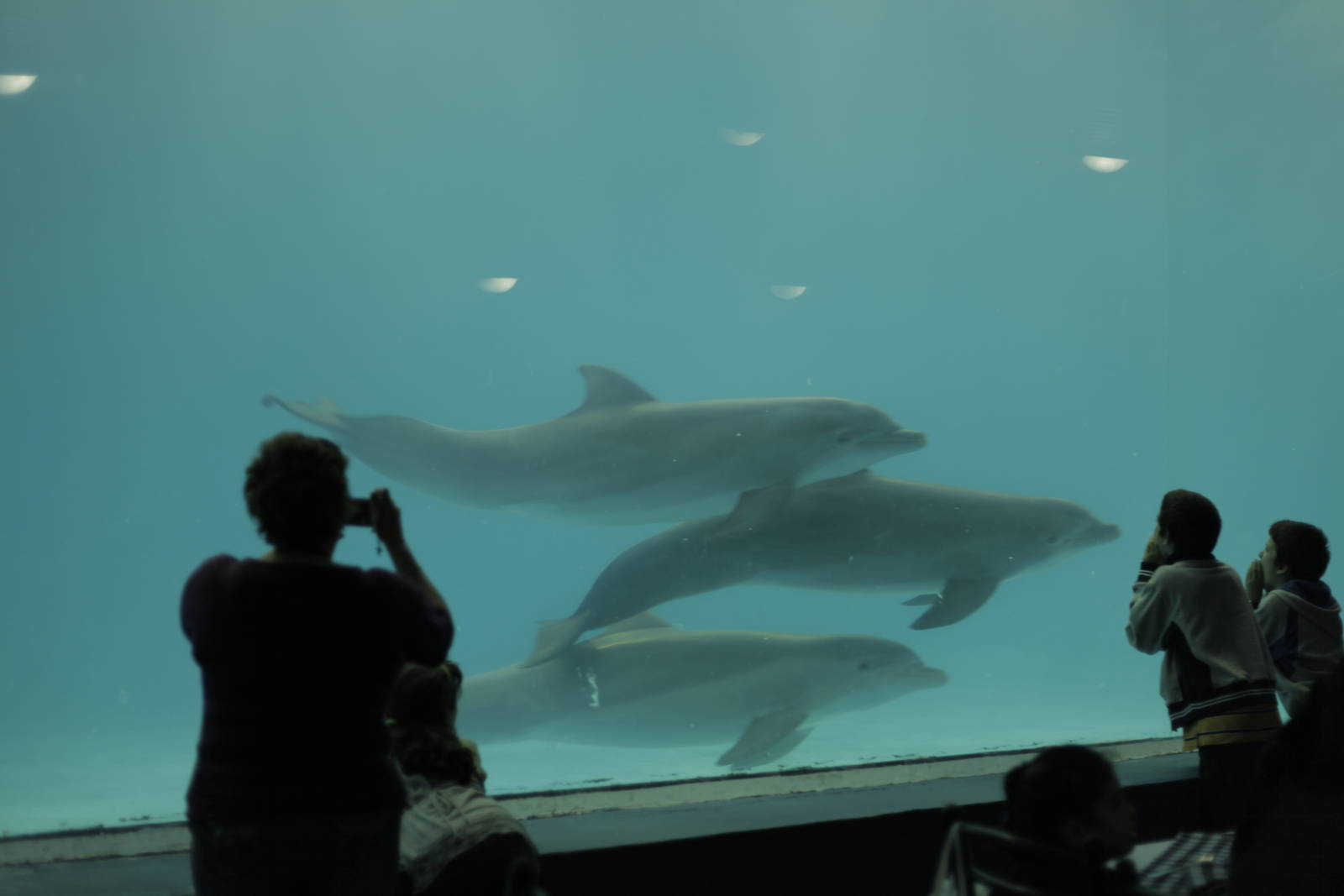Acuario Nacional de Cuba