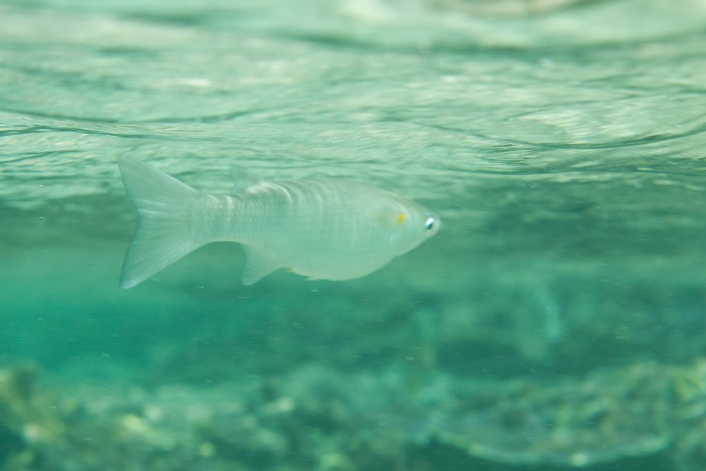 Acute-jawed Mullet (Neomyxis leuciscus)