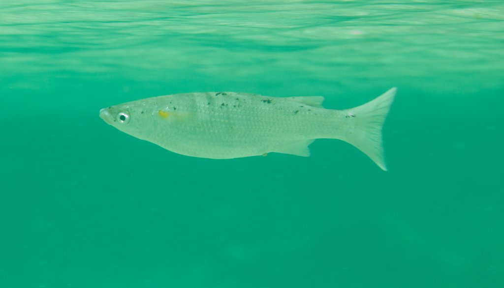 Acute-jawed Mullet (Neomyxis leuciscus)