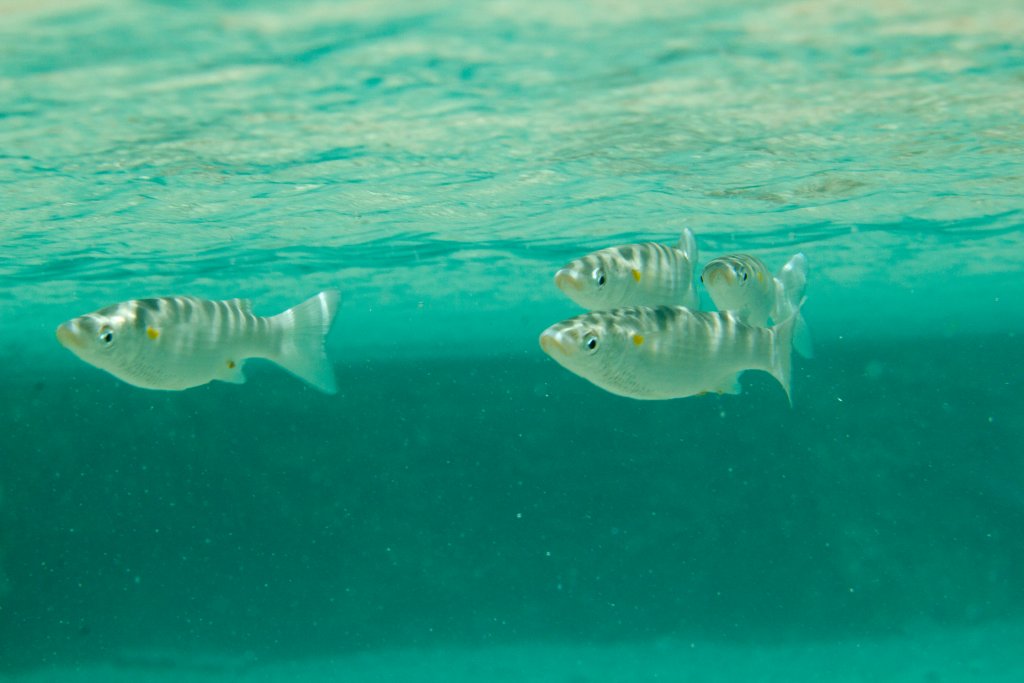 Acute-jawed Mullet (Neomyxis leuciscus)