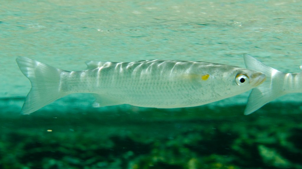 Acute-jawed Mullet (Neomyxis leuciscus)