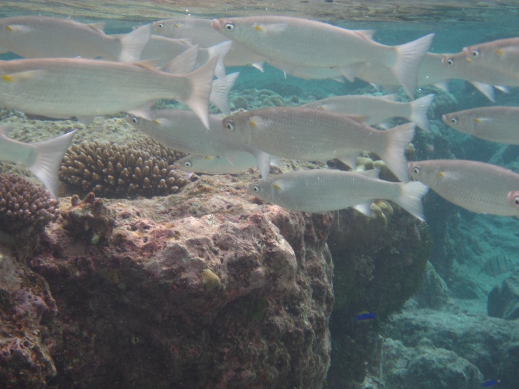 Acute-jawed Mullet (Neomyxus leuciscus)