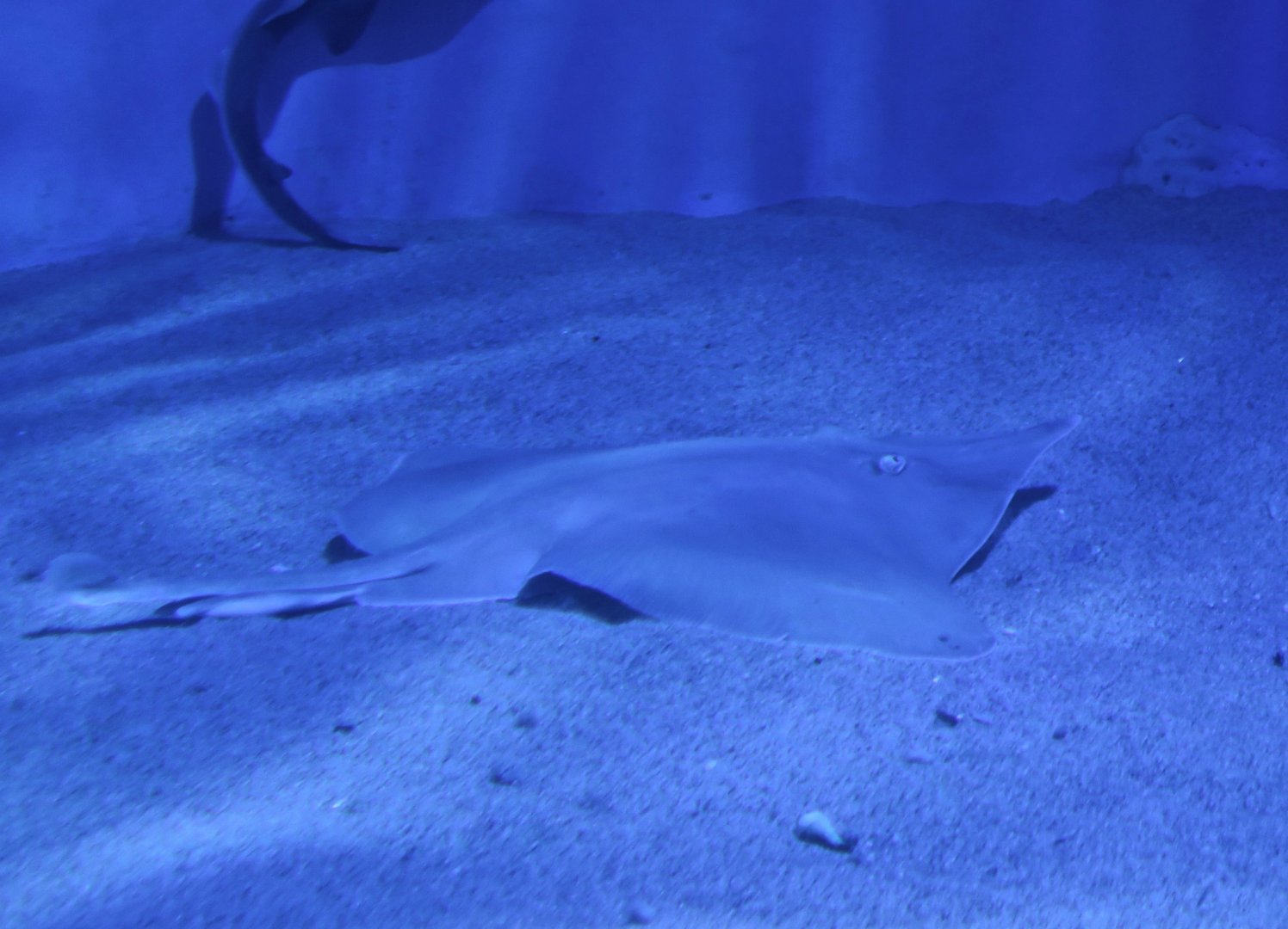 Acutenose Skate (Dipturus tengu)