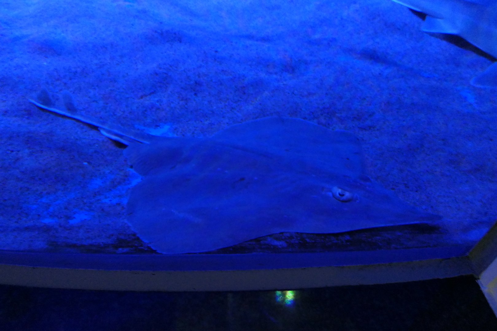 Acutenose Skate (Dipturus tengu)