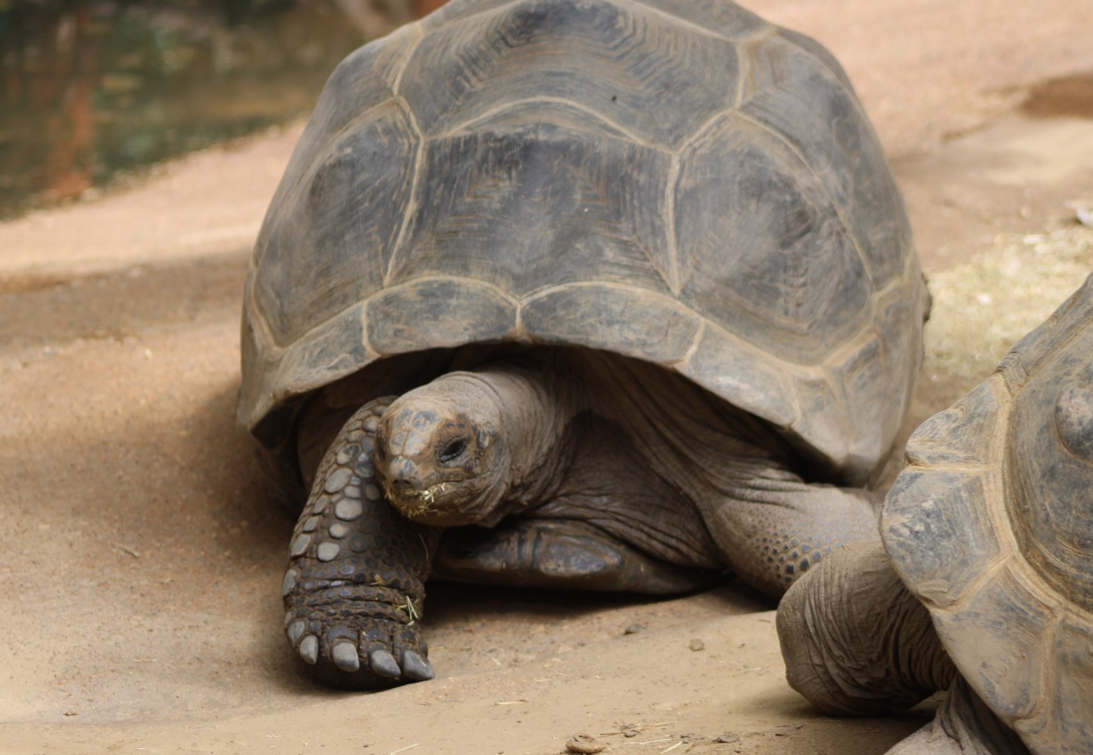 Adabra tortoise