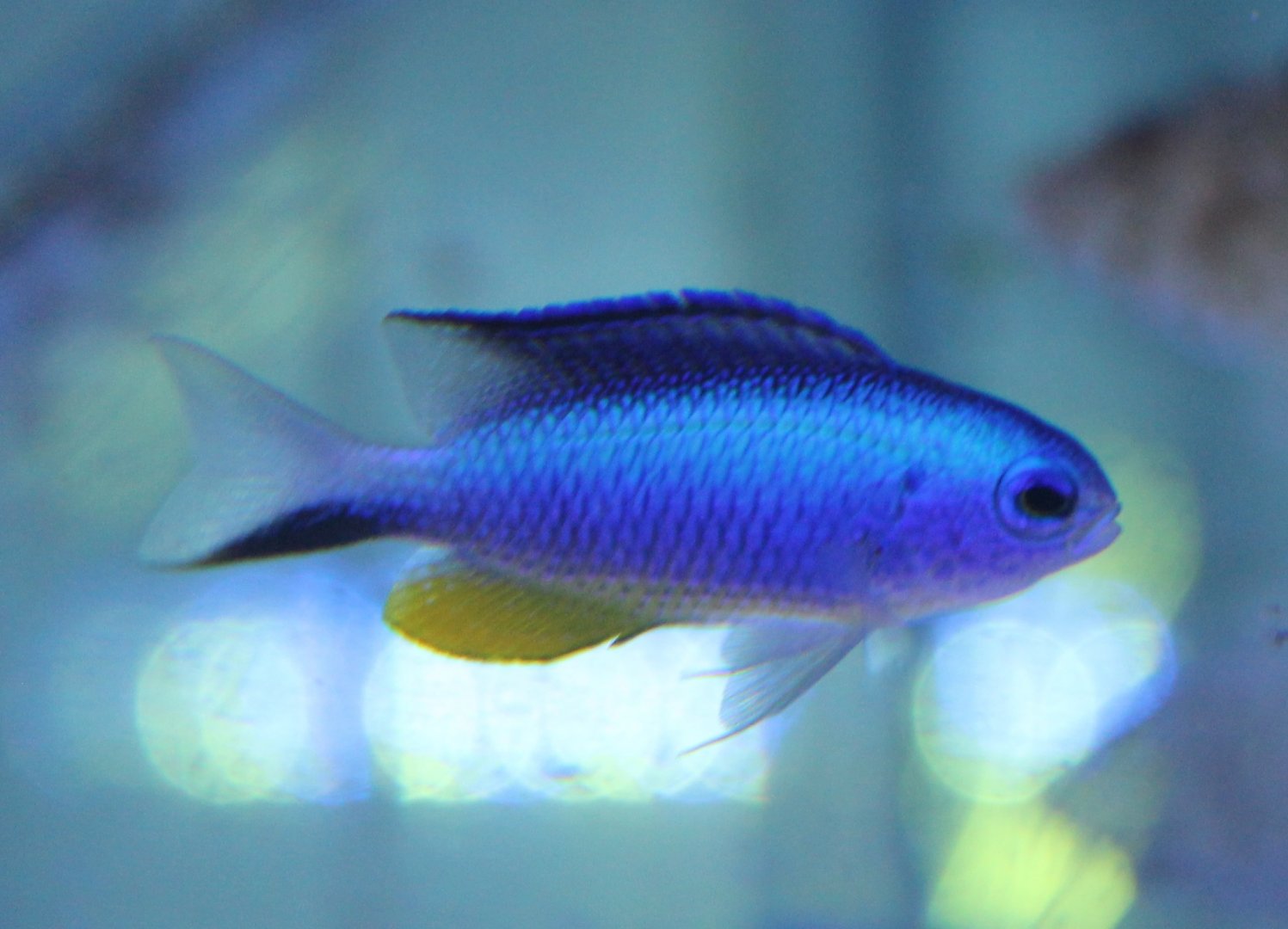 Adaman damselfish - Pomacentrus alleni