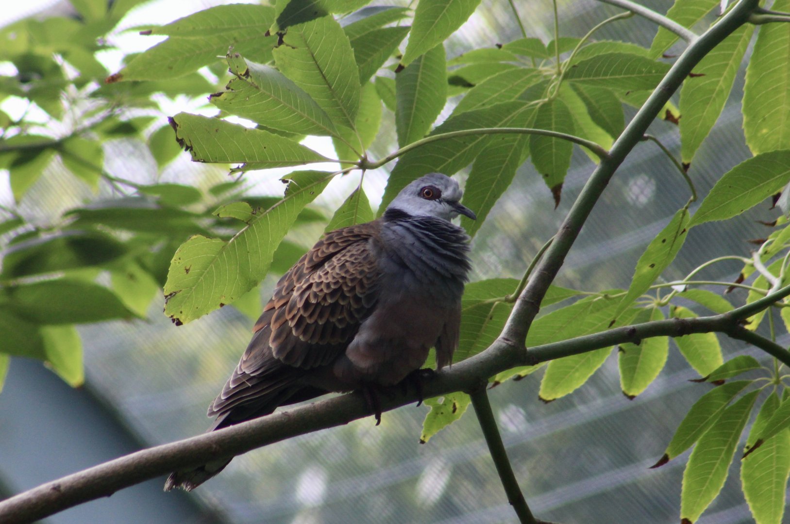 Adamawa Turtle Dove (Streptopelia hypopyrrha)