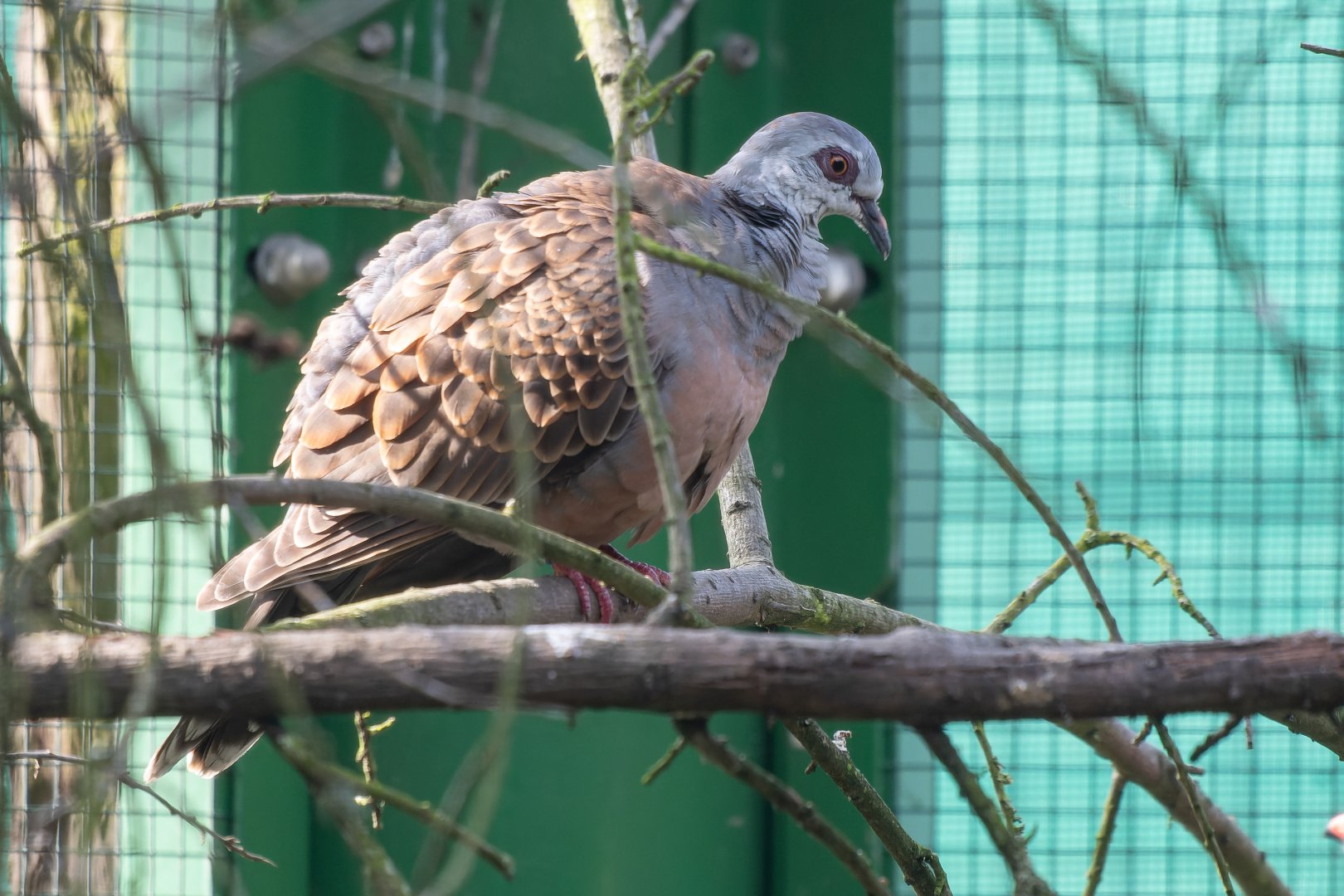 Adamawa turtle dove (Streptopelia hypopyrrha)