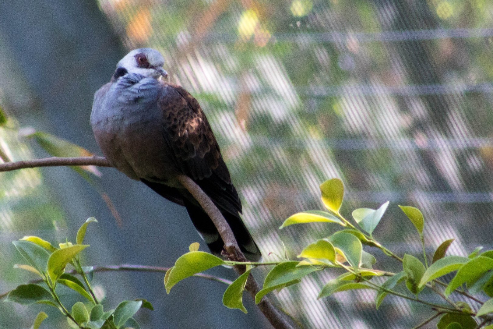 Adamawa turtle dove