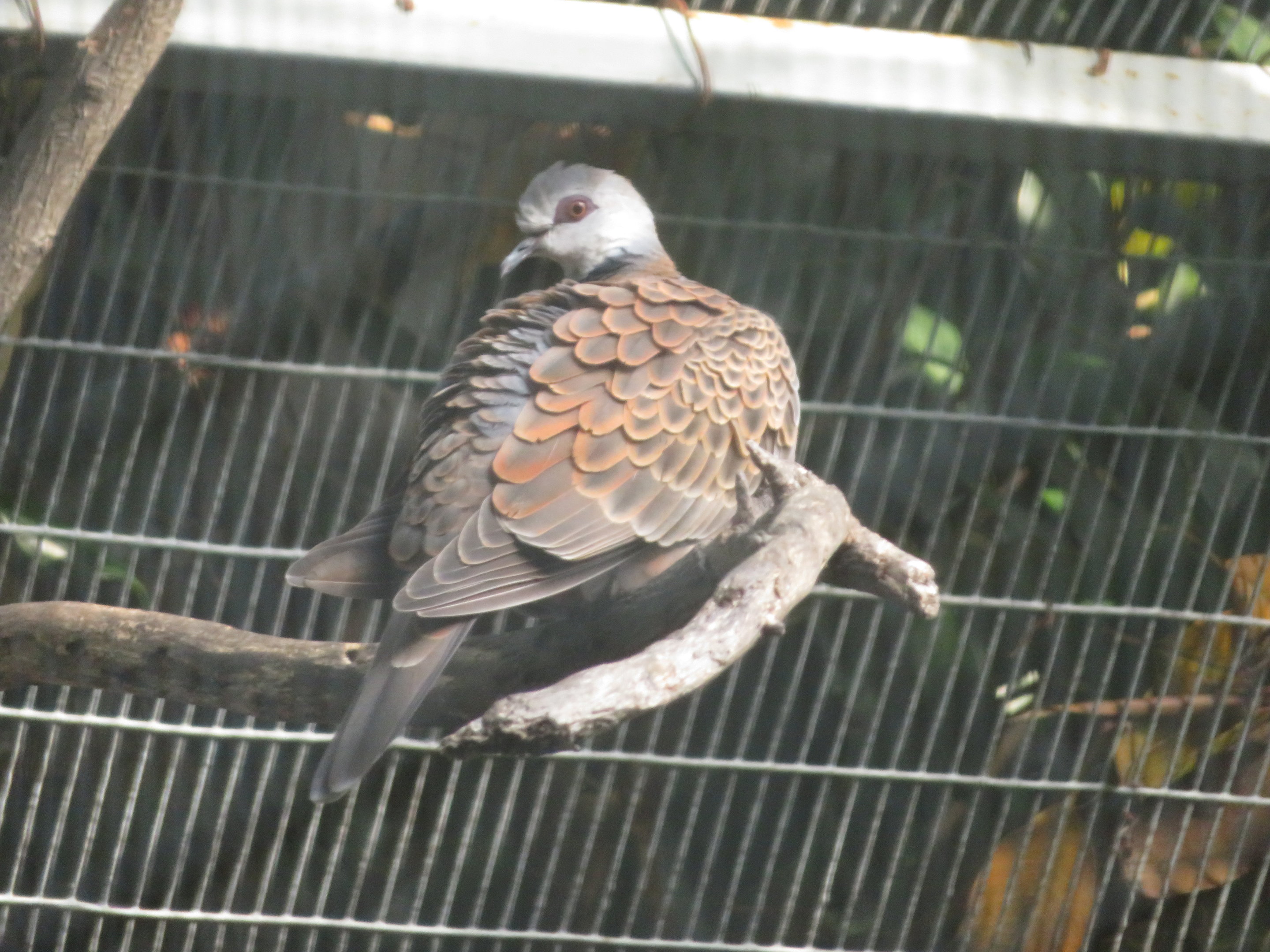 Adamawa Turtle-Dove