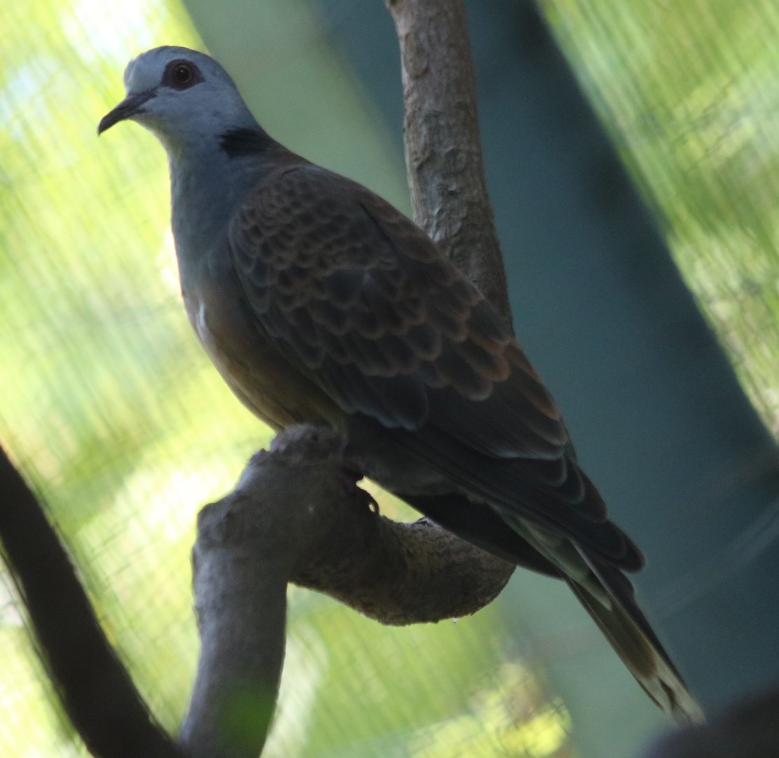 Adamawa Turtle Dove