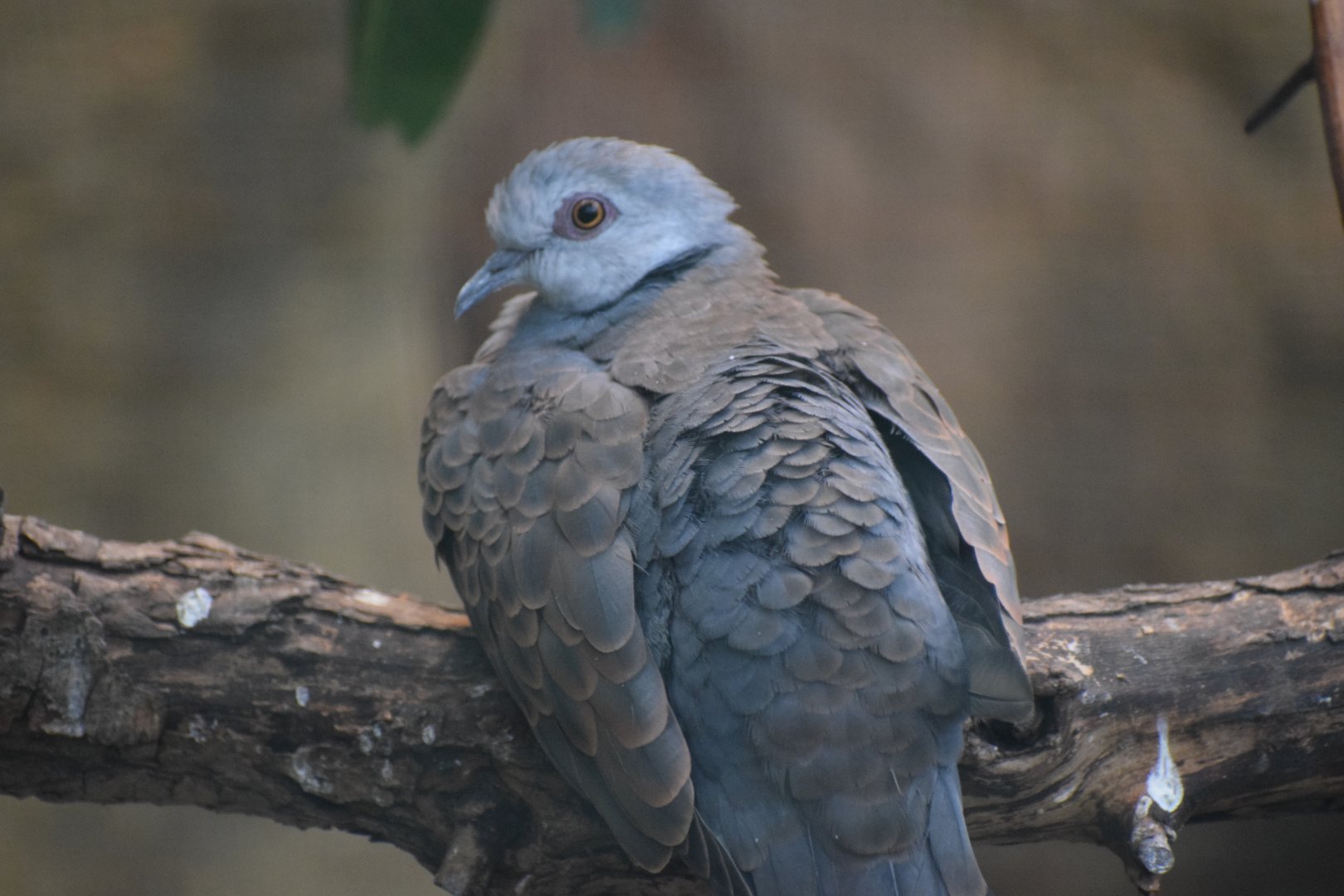 Adamawa turtle dove