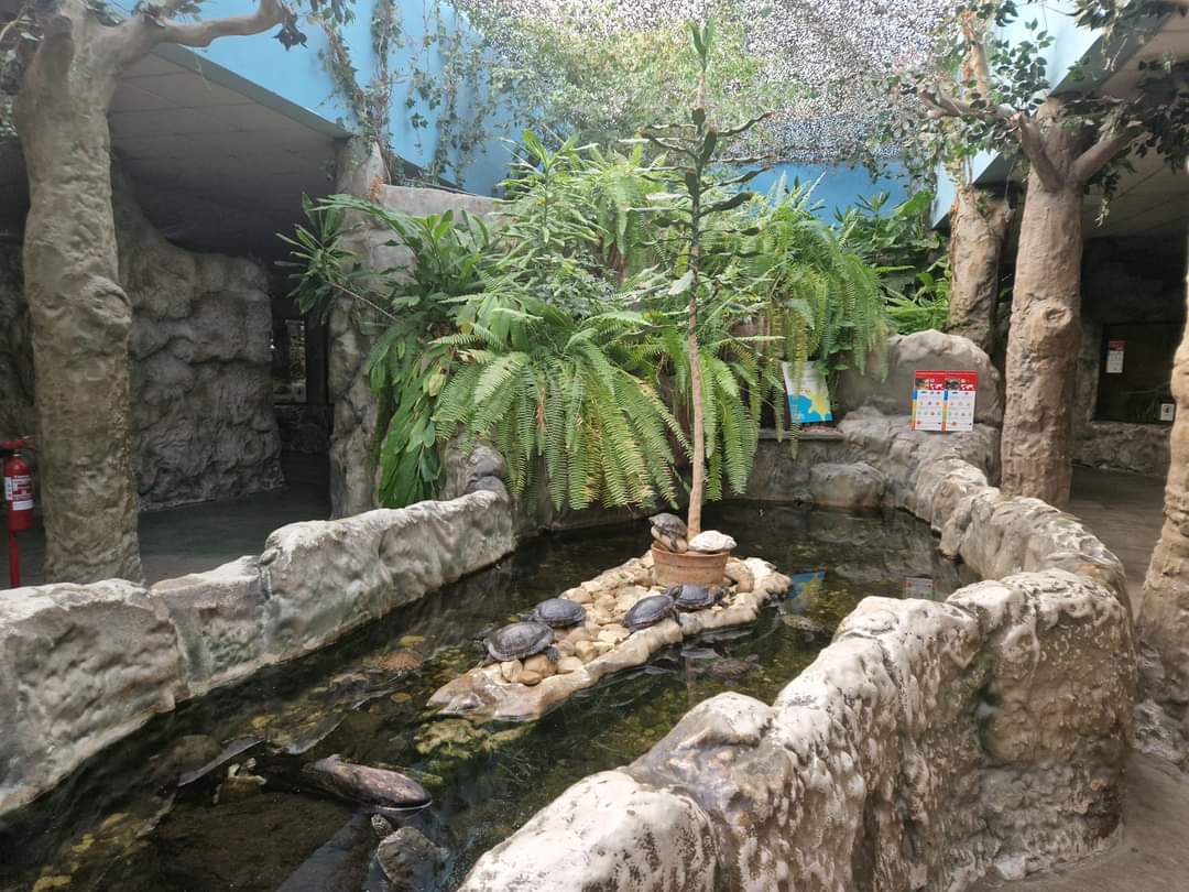 Adamson's Mud Turtle/ Florida Red-bellied Turtle pond