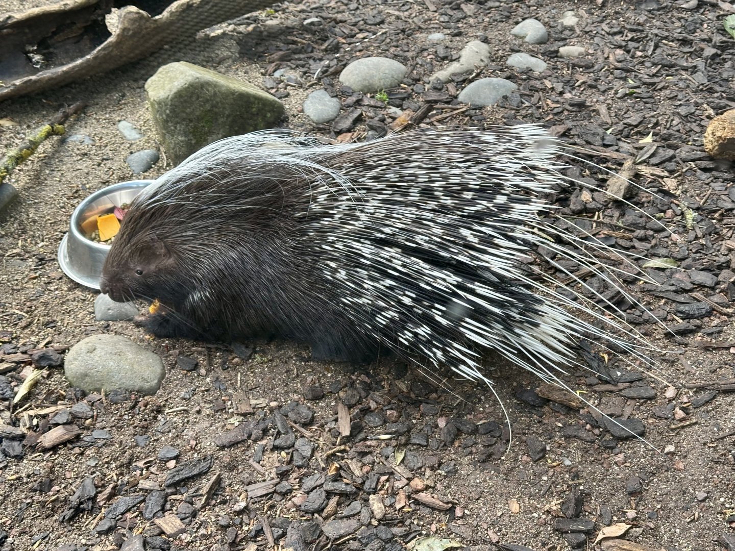 Adana (Cape Porcupine)