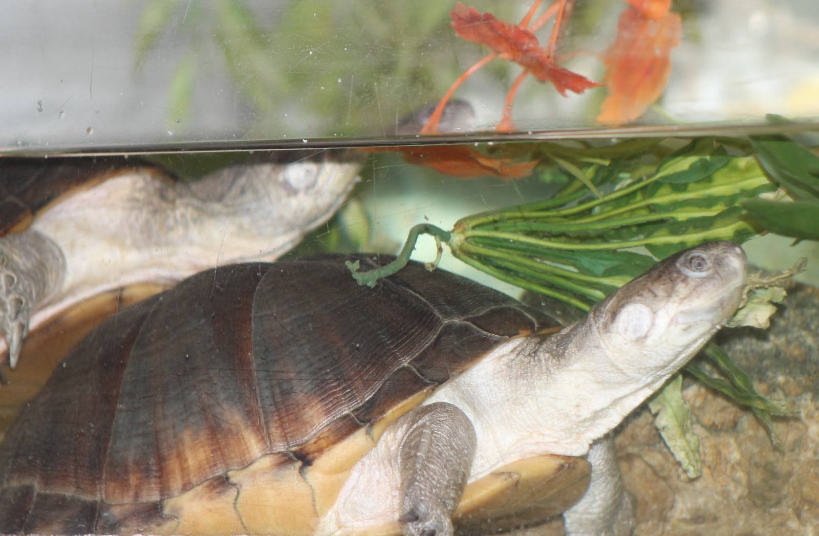 Adanson´s mud turtle adults
