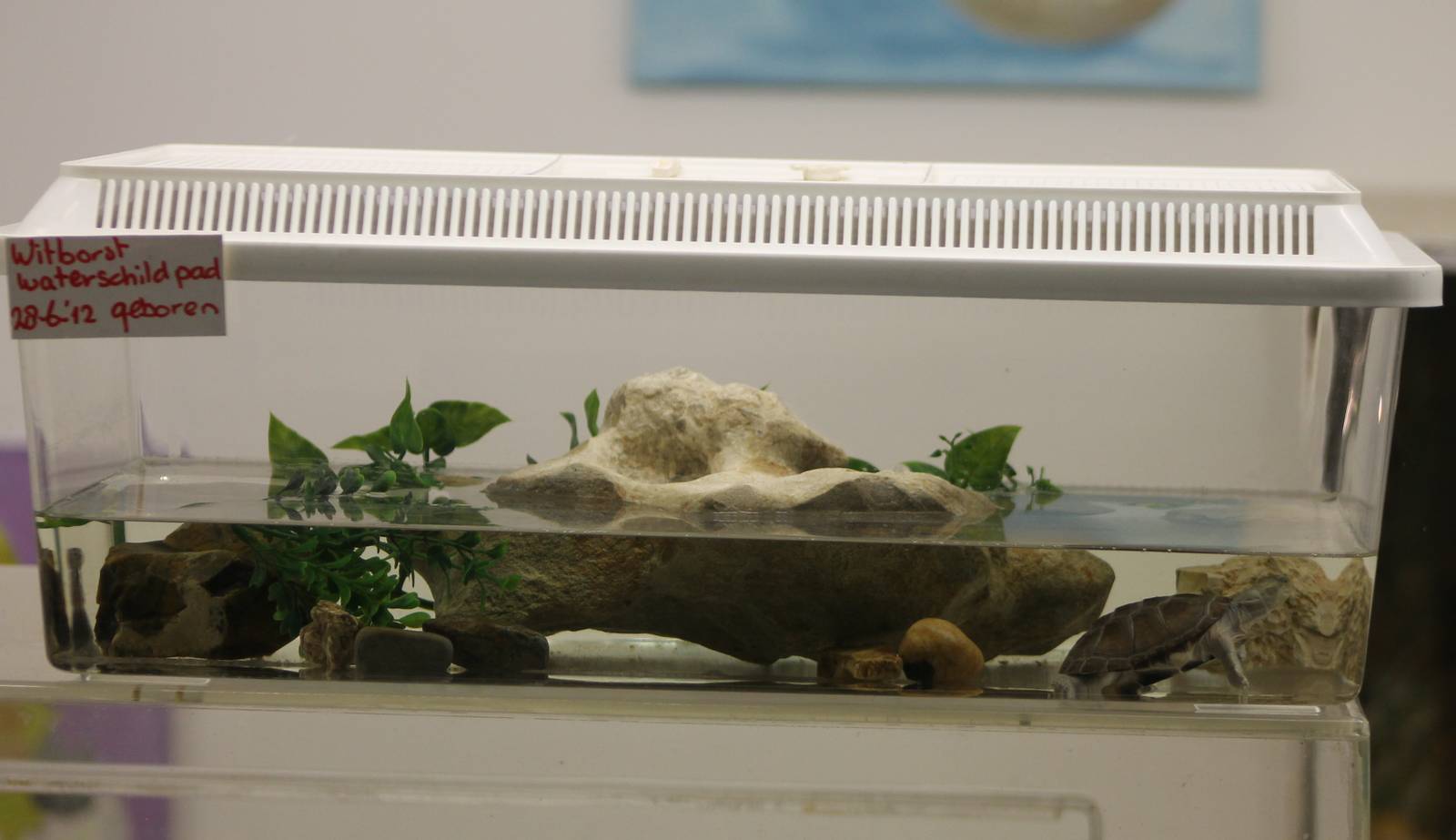 Adanson´s mud turtle