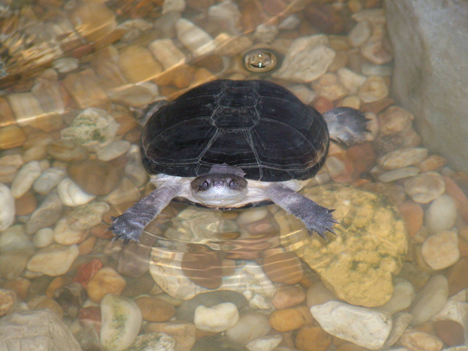 Adanson's Mud Turtle at Lisbon Zoo, 24/05/11